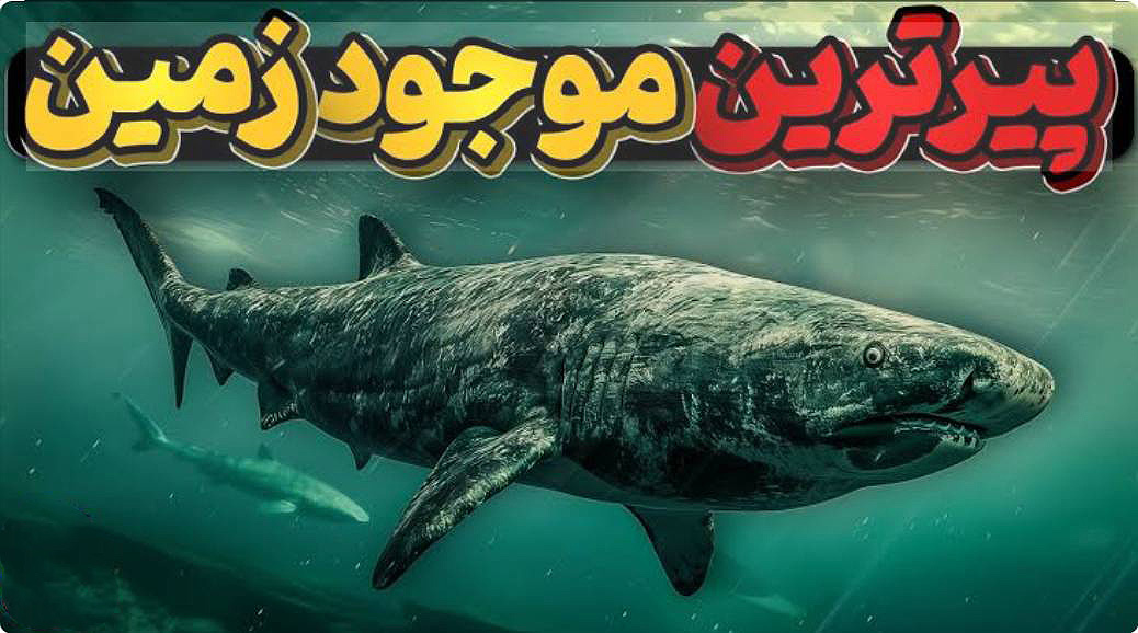 راز عمر 500 ساله کوسههای گرینلند چیست؟